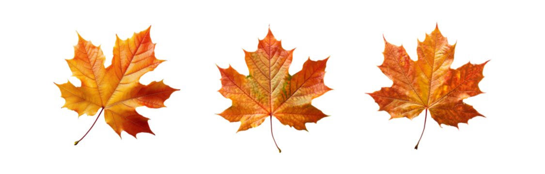Three isolated autumn maple leaves against a white background.