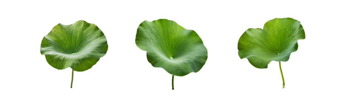 Three large, round, green lotus leaves isolated against a white background.