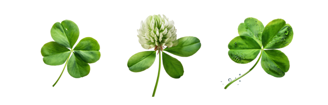 Three isolated four-leaf clovers, one with a white flower, one with dew drops.