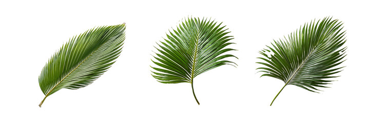 Obraz premium Three isolated palm leaves on a white background.