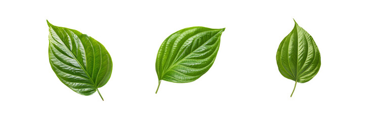 Obraz premium Three green leaves are isolated against a white background.