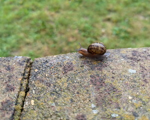 Snail wild animal green brown