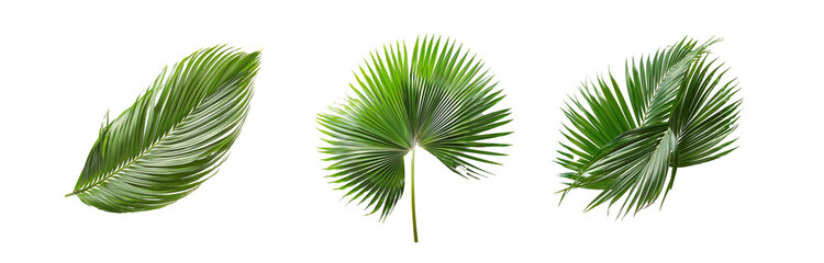 Fototapeta premium Three isolated palm leaves on a white background.
