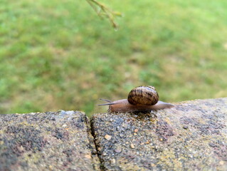 Snail wild animal green brown