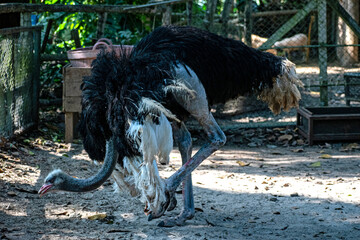 Ostrich , the largest bird