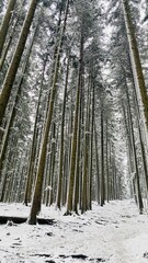 Naklejka premium winter landscape, spruce trees in the winter forest