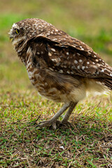 Coruja-buraqueira de Frente para o Mar em Peruíbe, São Paulo, Brasil