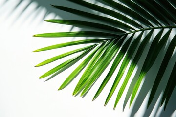 Fototapeta premium Palm leaf's natural shadow on a pure white backdrop