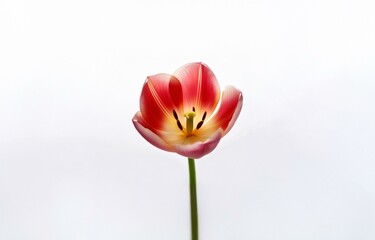 Fototapeta premium A single tulip, red and yellow, with a white background.