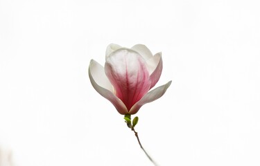Obraz premium Single pink and white flower with green stem on a white background.