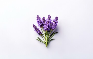 Fototapeta premium A cluster of purple lavender flowers and green stems against a white background.