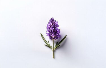 Fototapeta premium A single lavender flower with green stem and leaves on a plain white background.