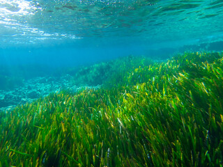 Seagrass underwater with natural sunlight in Mediterranean sea, jijel Algeria, Sea Grass underwater, seagrass Kelp grows in rocks under the sea and the diversity of life in the Mediterranean.