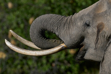 Group of African Elephant (Loxodonta africana) drinking at a lagoon in South Luangwa National Park,...