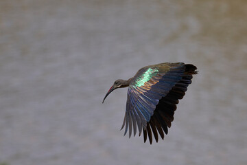Hadada Ibis (Bostrychia hagedash) taking off from a branch over a water filled lagoon in South Luangwa National Park, Zambia.