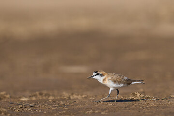 White-fronted Plover (Charadrius marinatus) on a sandbank in the Luangwa River in South Luangwa National Park, Zambia