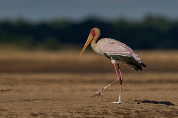 Yellow-billed Stork (Mycteria ibis) on a sand bank in the Luangwa River in South Luangwa National...