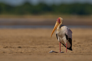 Obraz premium Yellow-billed Stork (Mycteria ibis) on a sand bank in the Luangwa River in South Luangwa National Park, Zambia
