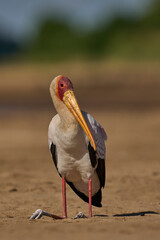 Yellow-billed Stork (Mycteria ibis) on a sand bank in the Luangwa River in South Luangwa National...