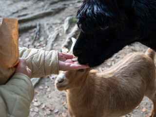 a man feeds a goat with his hands