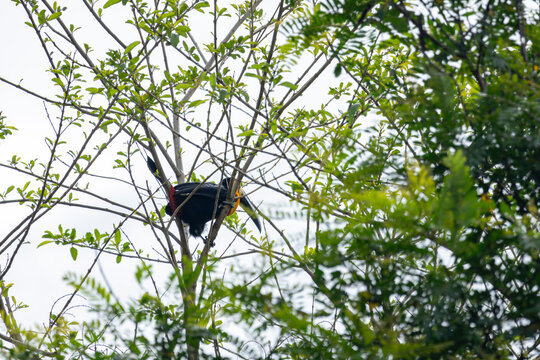 Tucano-de-bico-preto em seu Habitat Natural em Peru&iacute;be, S&atilde;o Paulo, Brasil