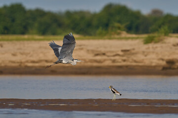 Grey Heron (Ardea cinerea) flying past a White-crowned Lapwing (Vanellus albiceps) on the Luangwa River in South Luangwa National Park, Zambia