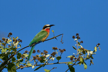 White-fronted Bee-eater (Merops bullockoides) perched on a branch in South Luangwa National Park, Zambia
