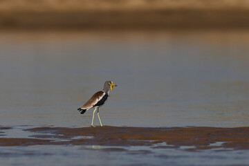 White-crowned Lapwing (Vanellus albiceps) on a sandbank in the Luangwa River in South Luangwa National Park