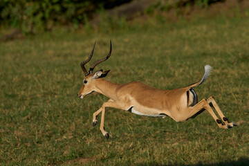 Male Impala (Aepyceros melampus) during the annual rut in South Luangwa National Park, Zambia