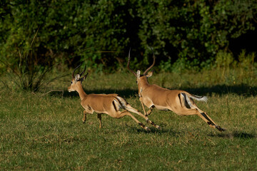 Male Impala (Aepyceros melampus) during the annual rut in South Luangwa National Park, Zambia