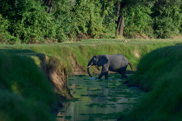 Group of African Elephant (Loxodonta africana) cross a water filled gulley in South Luangwa...