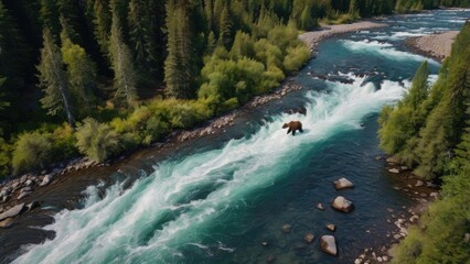 Obraz premium Grizzly in the Rapids: A majestic grizzly bear navigates a powerful river current, its strength and determination on full display in this captivating aerial photograph.