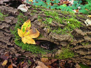 moss and leaf on the tree