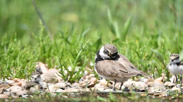 Flussregenpfeifer putzt sich