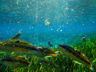 Ornate wrasse (Thalassoma pavo) undersea, thalassoma fish, Close up ornate wrasse fish underwater, Ornate Wrasse Thalassoma pavo in Mediterranean Sea in jijel Algeria North Africa, Mediterranean fish.