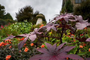Coleton Fishacre gardens
