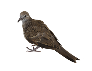 Brown dove isolated on transparent background