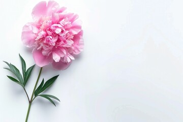 Pink peony flower on a clean white background, showcasing its delicate petals and vibrant color, ideal for floral designs and nature themes Perfect for spring concepts