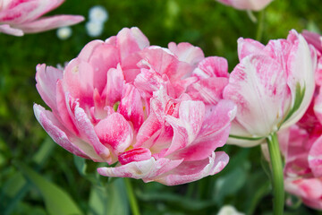 Terry pink tulip in close-up in a garden bed