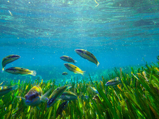 Ornate wrasse (Thalassoma pavo) undersea, thalassoma fish, Close up ornate wrasse fish underwater, Ornate Wrasse Thalassoma pavo in Mediterranean Sea in jijel Algeria North Africa, Mediterranean fish.