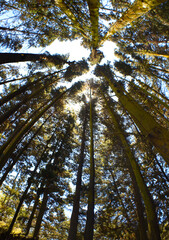 a forest in southern Chile
