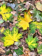 Autumn background. Fallen leaves lie on the ground