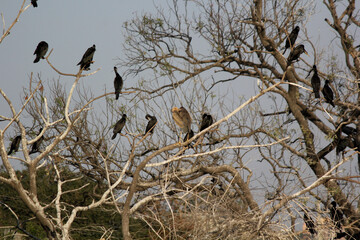 cormorant little birds standing on tree branches at lake