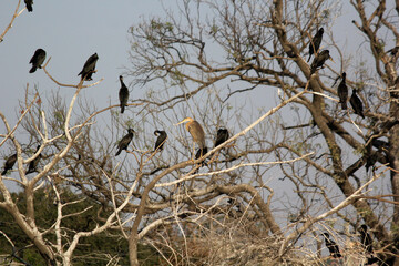 cormorant little birds standing on tree branches at lake