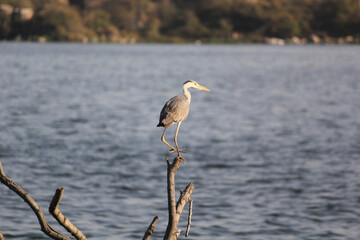 grey heron or Ardea cinerea portrait perched on tree