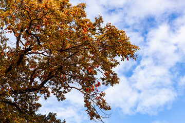 Beautiful autumn landscape with yellow leaves of trees and blue sky on a sunny day