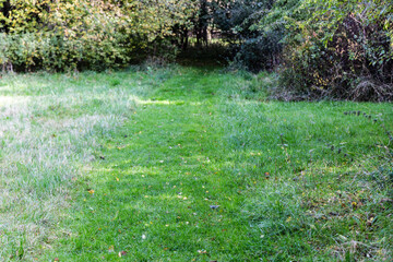 A mown path in green grass. Lawn mowing
