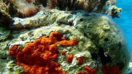 Red encrusting sponge or orange-red encrusting sponge (Crambe crambe) undersea, Aegean Sea, Greece, Halkidiki, Pirgos beach