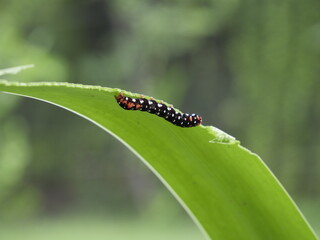 Polytela gloriosae or Indian Lily Moth eating leaf