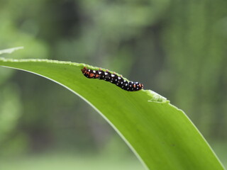 Polytela gloriosae or Indian Lily Moth eating leaf